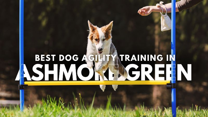 Best Dog Agility Training in Ashmore Green