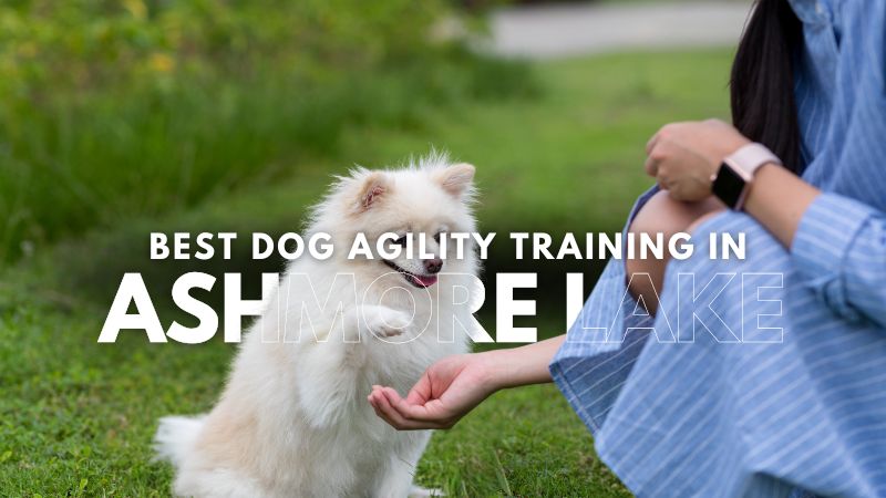 Best Dog Agility Training in Ashmore Lake