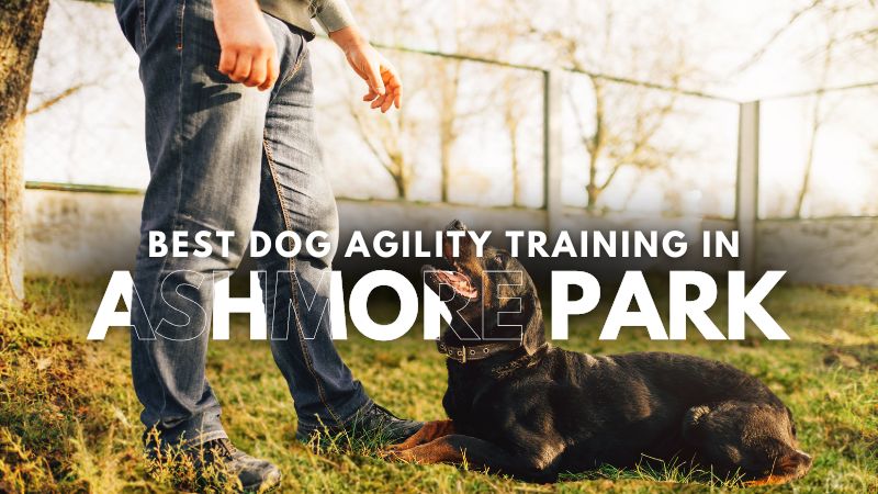 Best Dog Agility Training in Ashmore Park