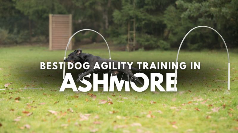 Best Dog Agility Training in Ashmore