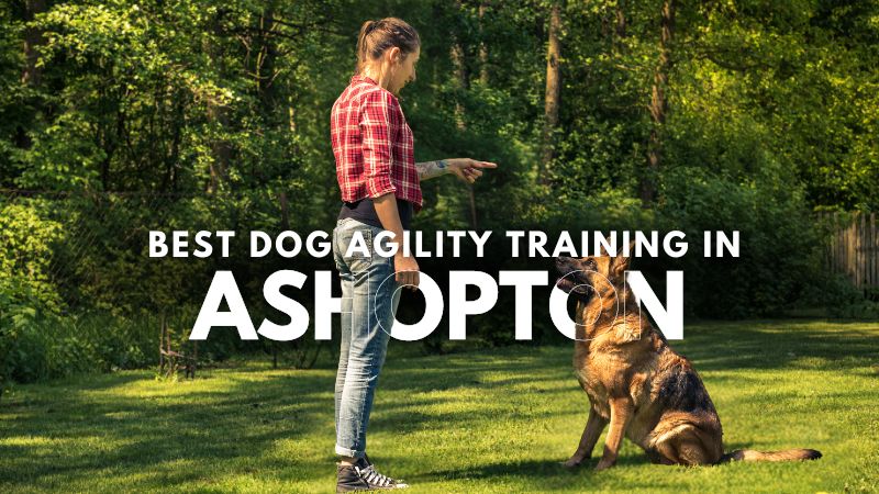 Best Dog Agility Training in Ashopton