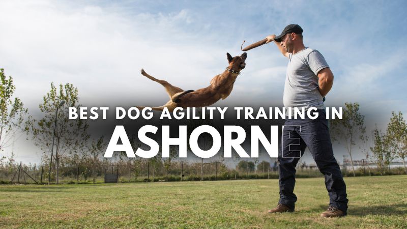 Best Dog Agility Training in Ashorne