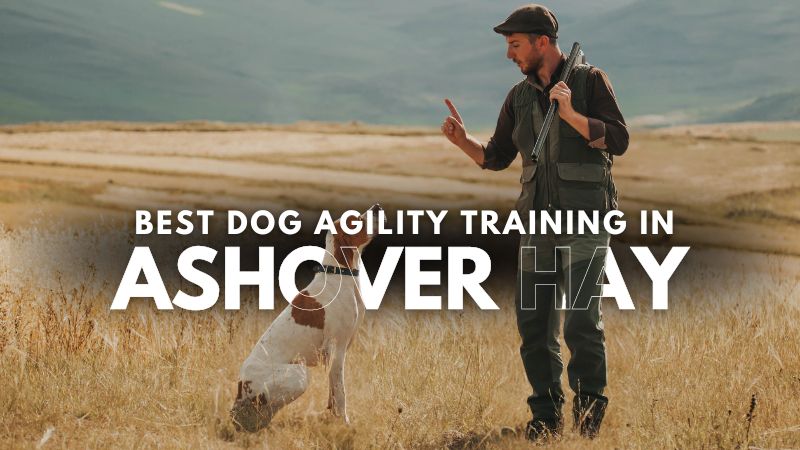 Best Dog Agility Training in Ashover Hay