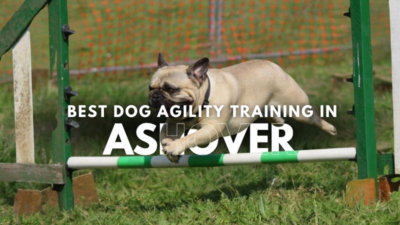 Best Dog Agility Training in Ashover