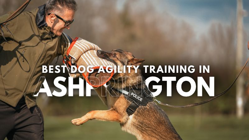 Best Dog Agility Training in Ashprington