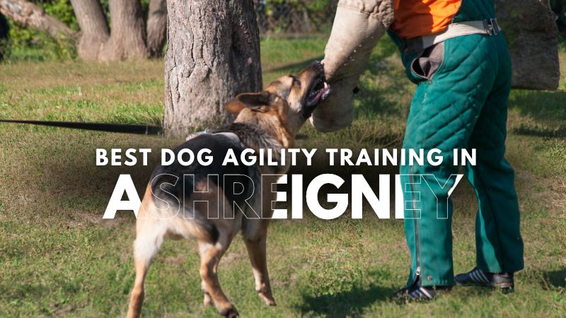 Best Dog Agility Training in Ashreigney