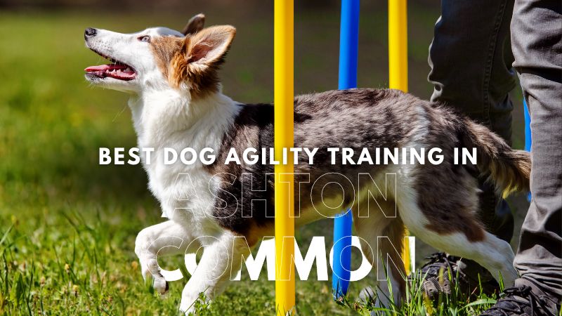 Best Dog Agility Training in Ashton Common