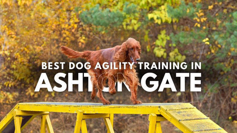 Best Dog Agility Training in Ashton Gate
