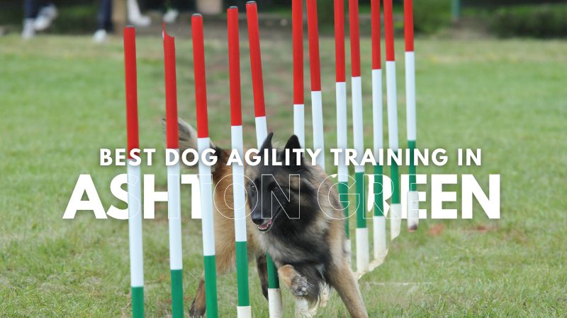 Best Dog Agility Training in Ashton Green