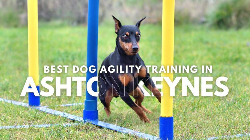 Best Dog Agility Training in Ashton Keynes
