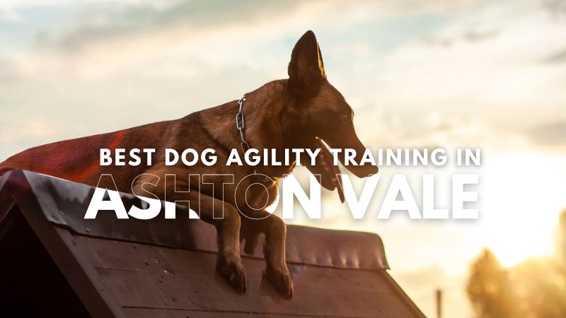 Best Dog Agility Training in Ashton Vale