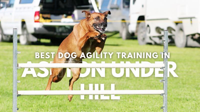 Best Dog Agility Training in Ashton under Hill