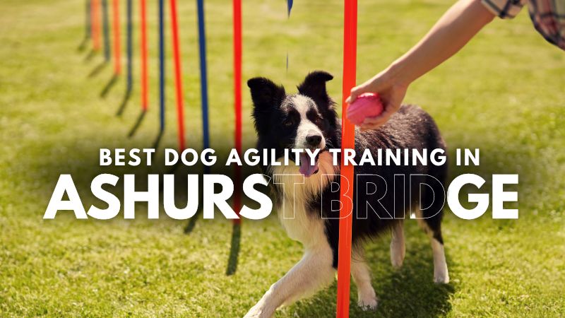 Best Dog Agility Training in Ashurst Bridge