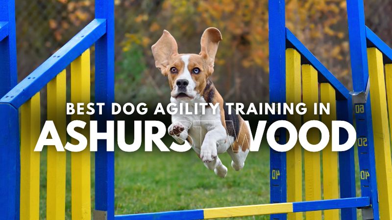 Best Dog Agility Training in Ashurst Wood