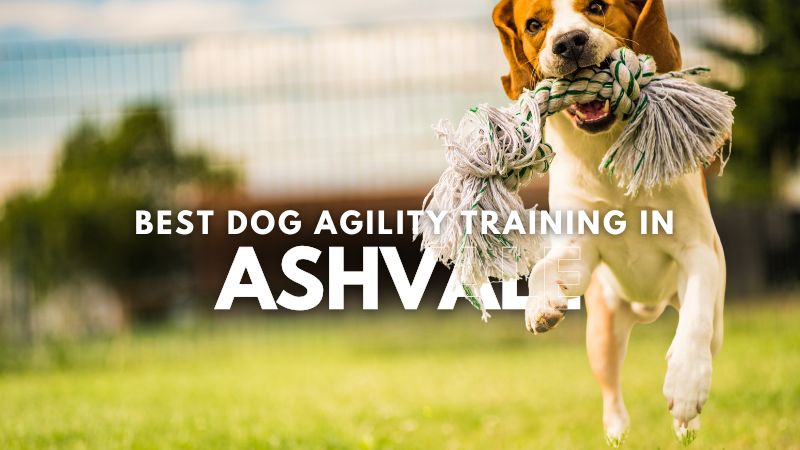 Best Dog Agility Training in Ashvale