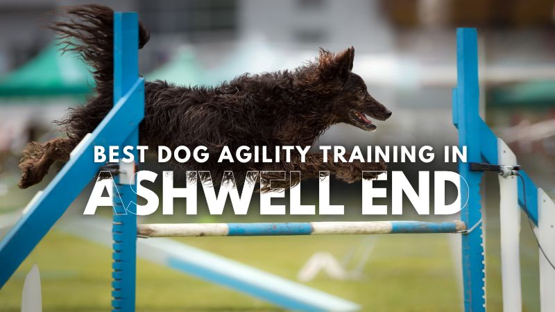 Best Dog Agility Training in Ashwell End