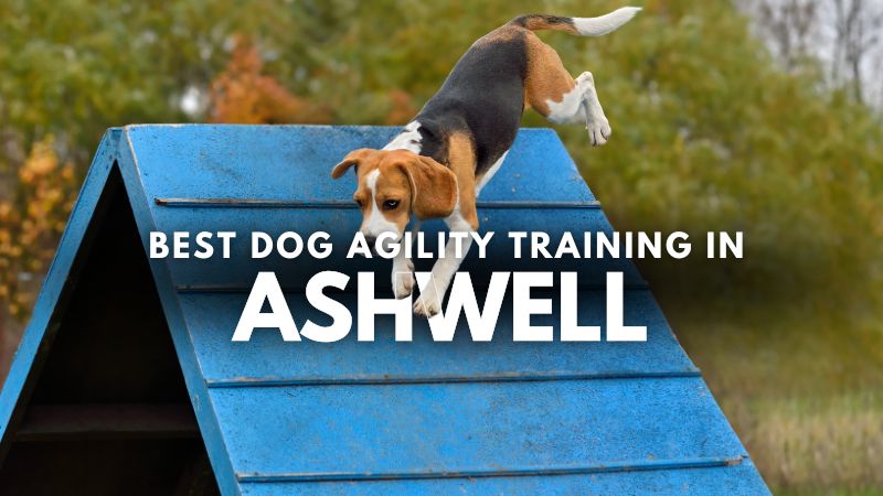 Best Dog Agility Training in Ashwell