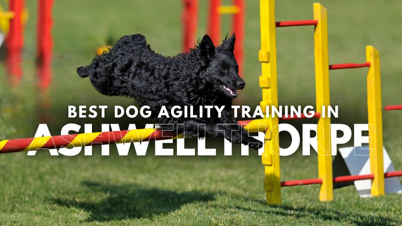 Best Dog Agility Training in Ashwellthorpe