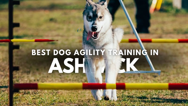 Best Dog Agility Training in Ashwick