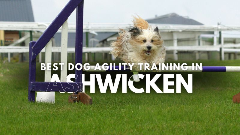 Best Dog Agility Training in Ashwicken