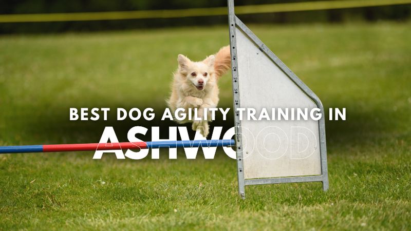 Best Dog Agility Training in Ashwood