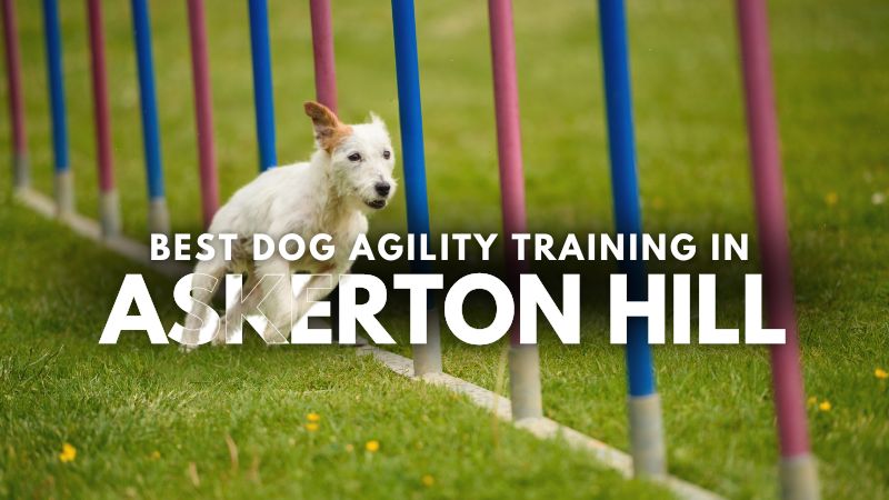 Best Dog Agility Training in Askerton Hill