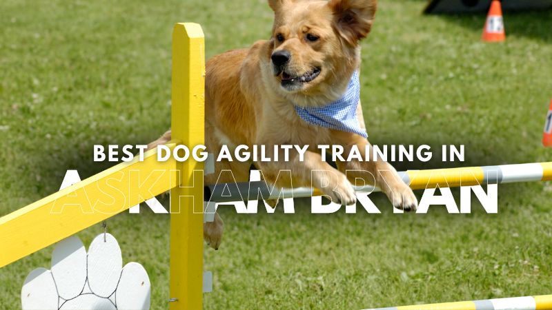 Best Dog Agility Training in Askham Bryan
