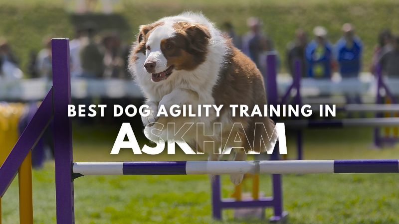 Best Dog Agility Training in Askham