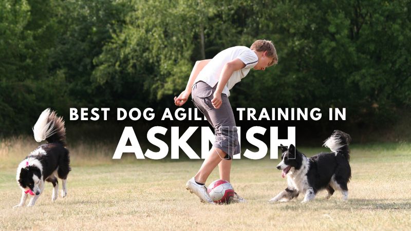 Best Dog Agility Training in Asknish
