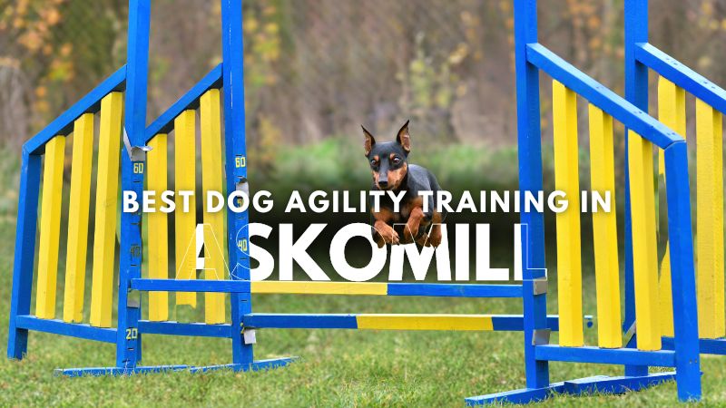 Best Dog Agility Training in Askomill