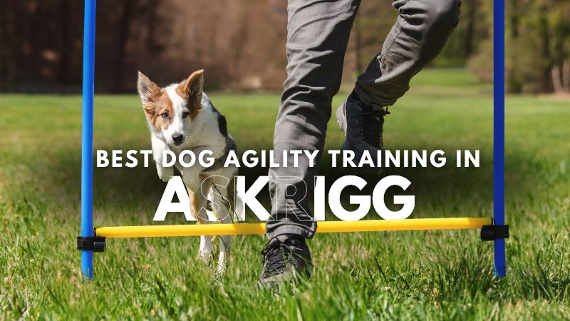 Best Dog Agility Training in Askrigg