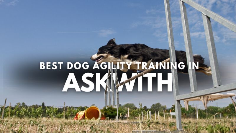 Best Dog Agility Training in Askwith