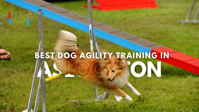 Best Dog Agility Training in Aslockton