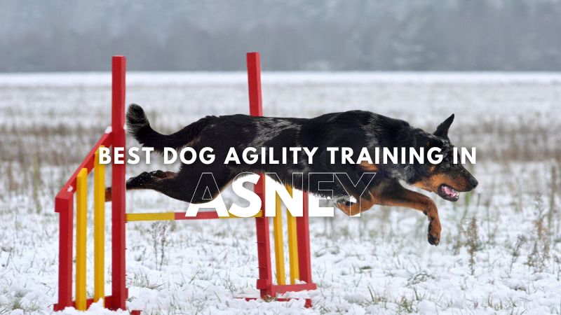 Best Dog Agility Training in Asney