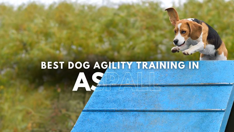 Best Dog Agility Training in Aspall
