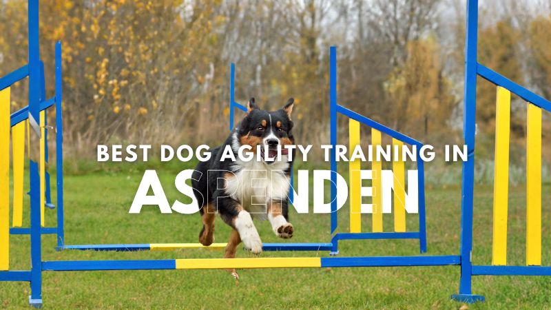Best Dog Agility Training in Aspenden