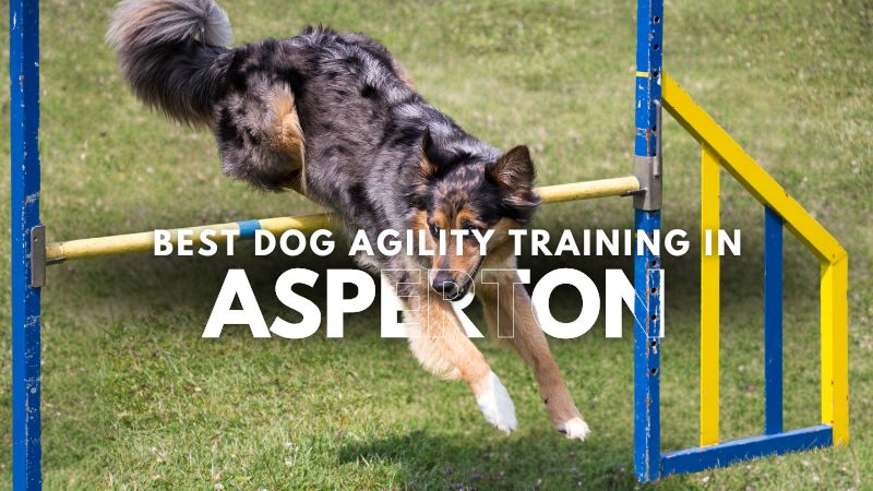 Best Dog Agility Training in Asperton