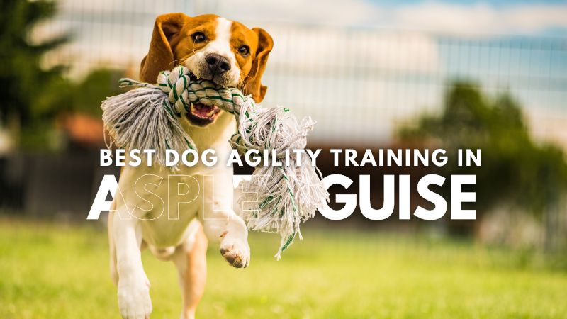 Best Dog Agility Training in Aspley Guise