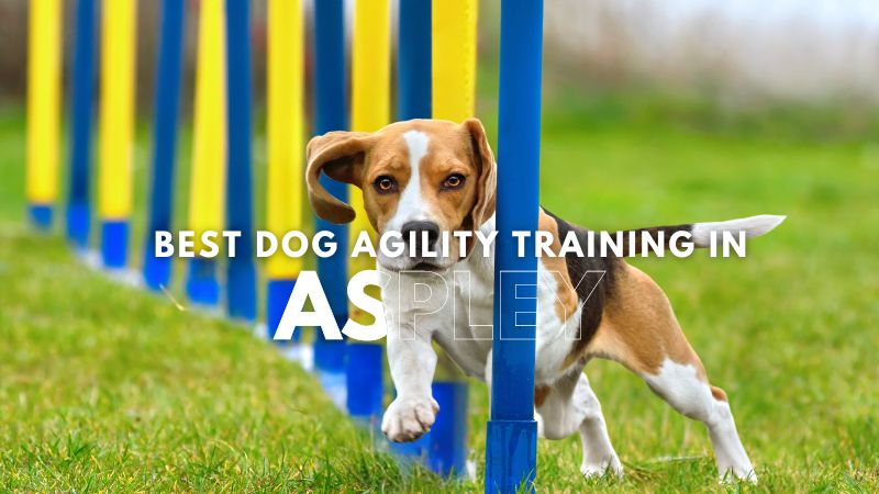 Best Dog Agility Training in Aspley