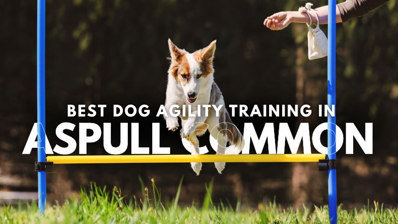 Best Dog Agility Training in Aspull Common