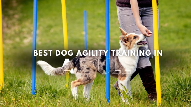 Best Dog Agility Training in Aspull