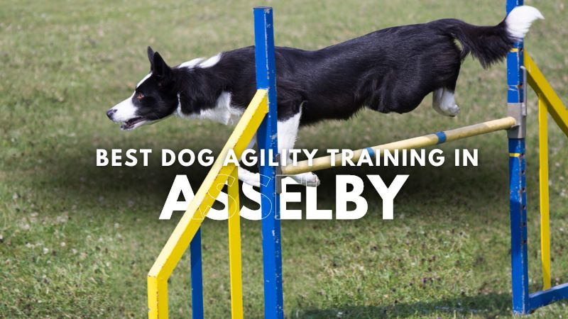 Best Dog Agility Training in Asselby