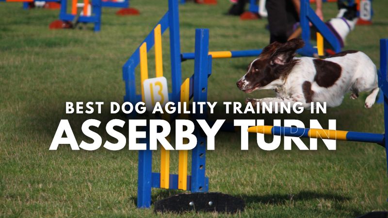 Best Dog Agility Training in Asserby Turn