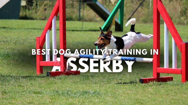Best Dog Agility Training in Asserby