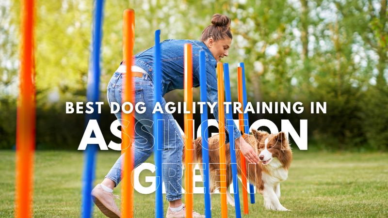 Best Dog Agility Training in Assington Green