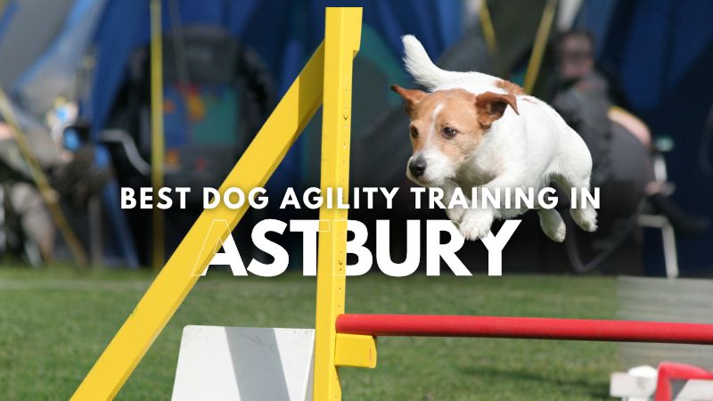 Best Dog Agility Training in Astbury