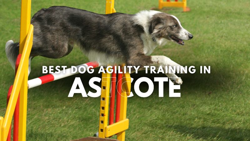 Best Dog Agility Training in Astcote