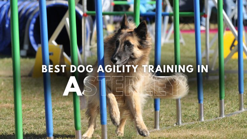 Best Dog Agility Training in Asterley