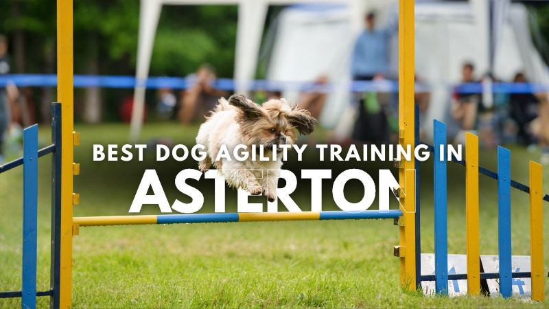 Best Dog Agility Training in Asterton