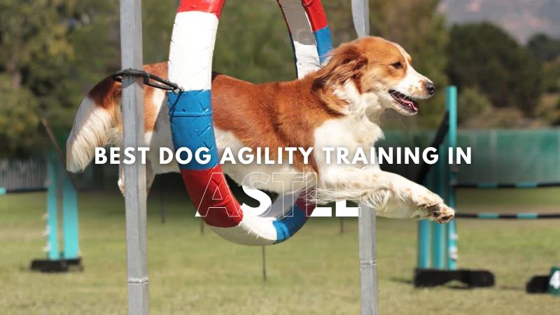 Best Dog Agility Training in Astle